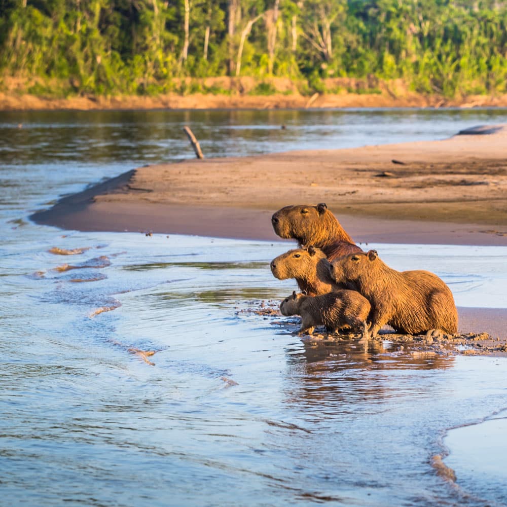 Manu National Park — Peru, South America