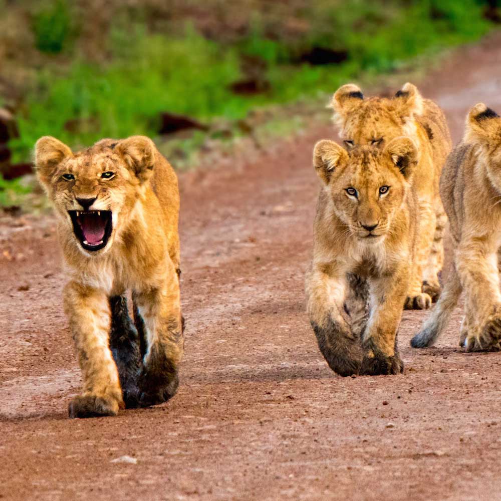 Maasai Mara — Kenya, Africa