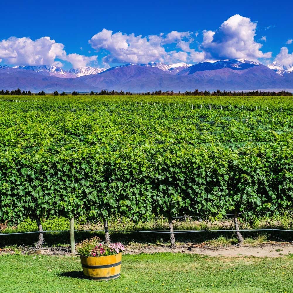 Mendoza Vineyards — Argentina, South America