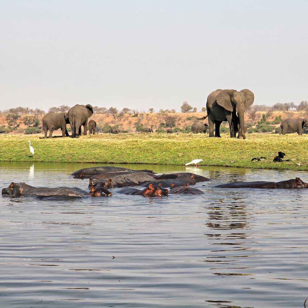Chobe National Park — Botswana, Africa