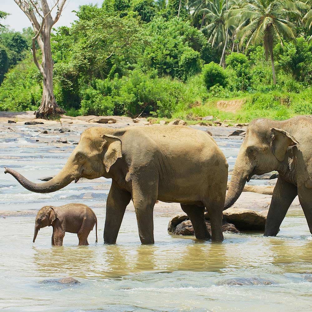 Pinnawala Elephant Orphanage — Sri Lanka, Asia