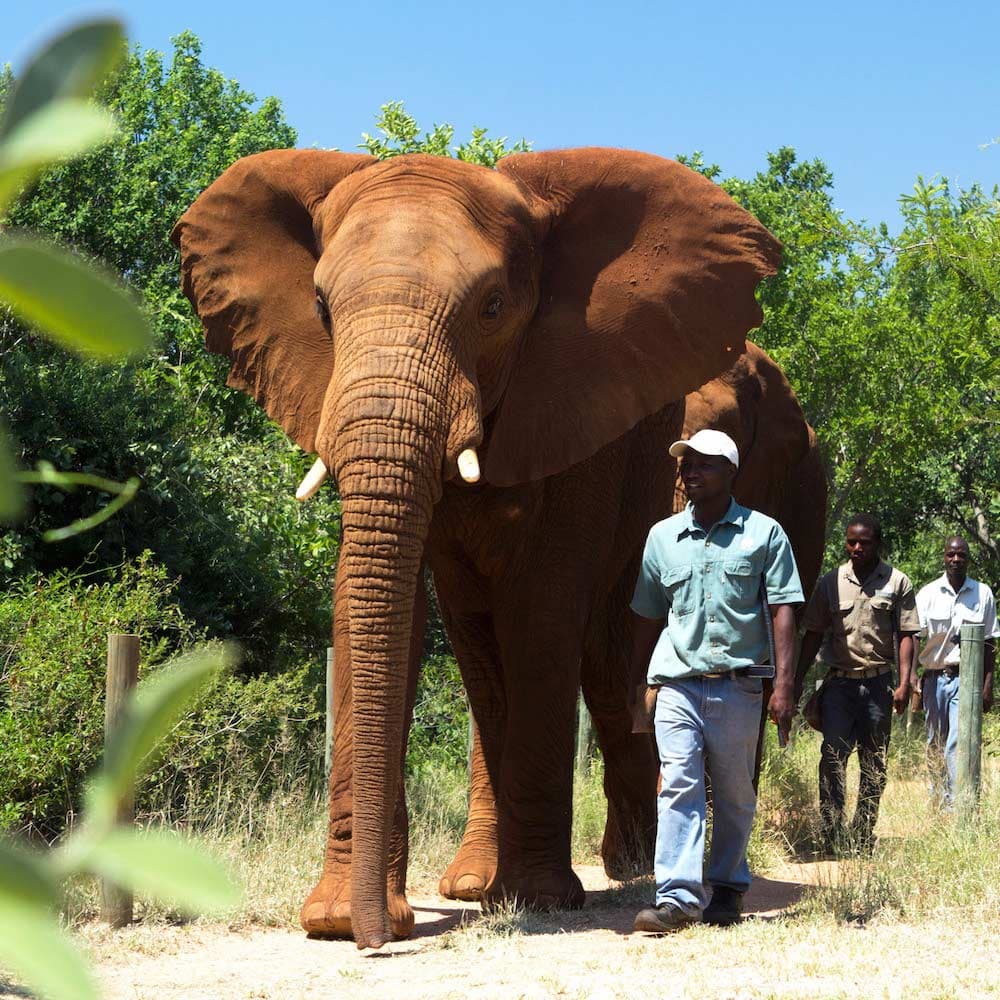 Hartebeespoort Dam Elephant Sanctuary — South Africa, Africa