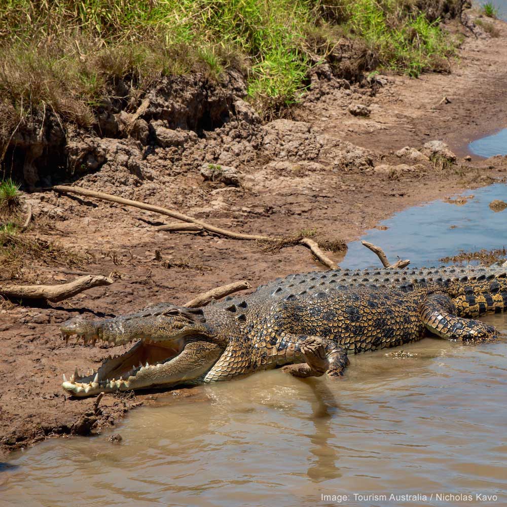 Corroboree Billabong — The NT, Australia, Oceania