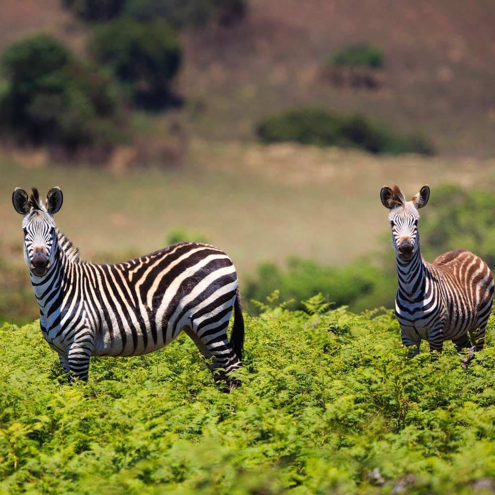 Nyika National Park — Malawi, Africa
