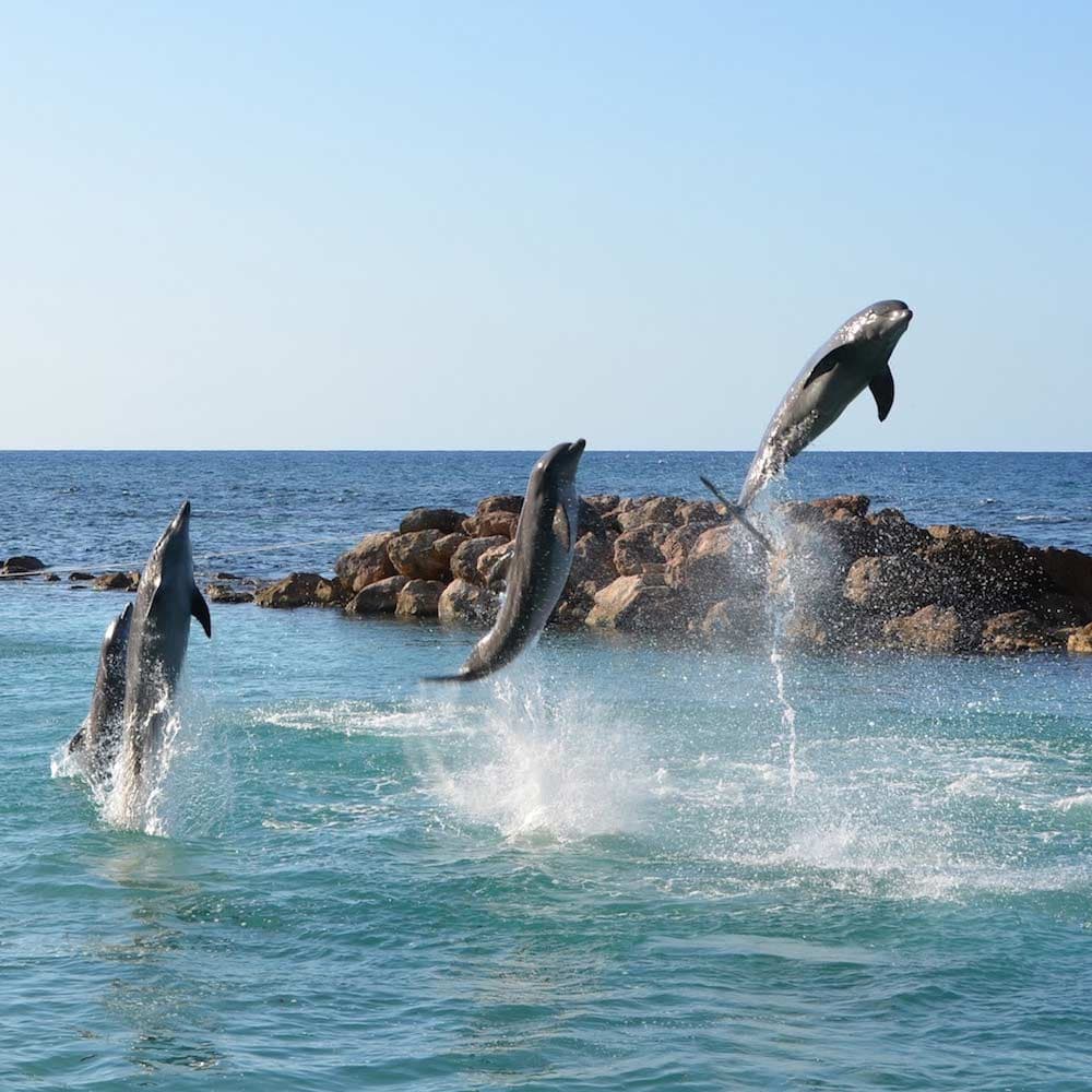 Dolphin Cove — Jamaica, Caribbean