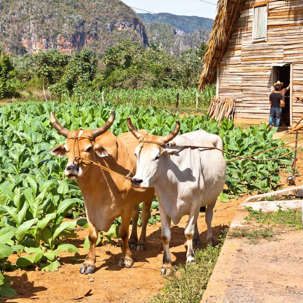 Pinar del Río — Cuba, Caribbean