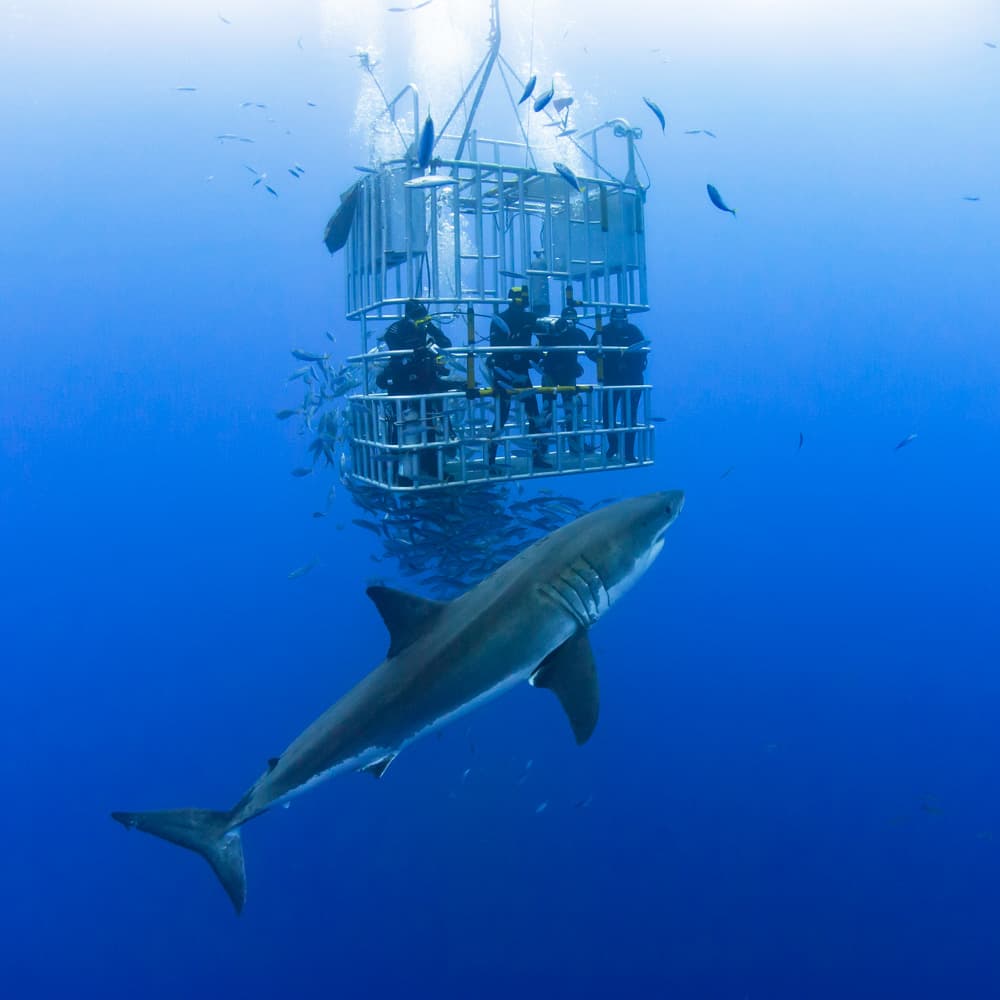 Calypso Shark Cage Diving — South Australia, Australia, Oceania