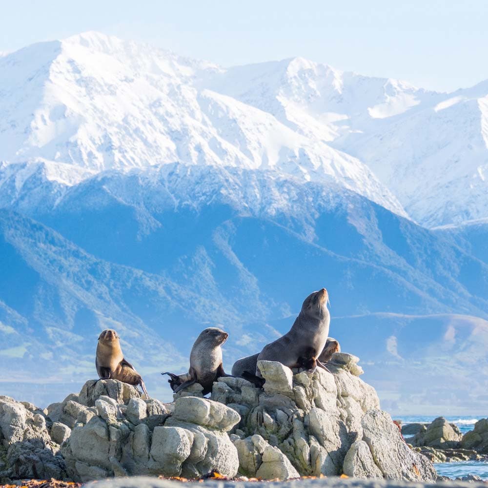 Kaikoura — New Zealand, Oceania