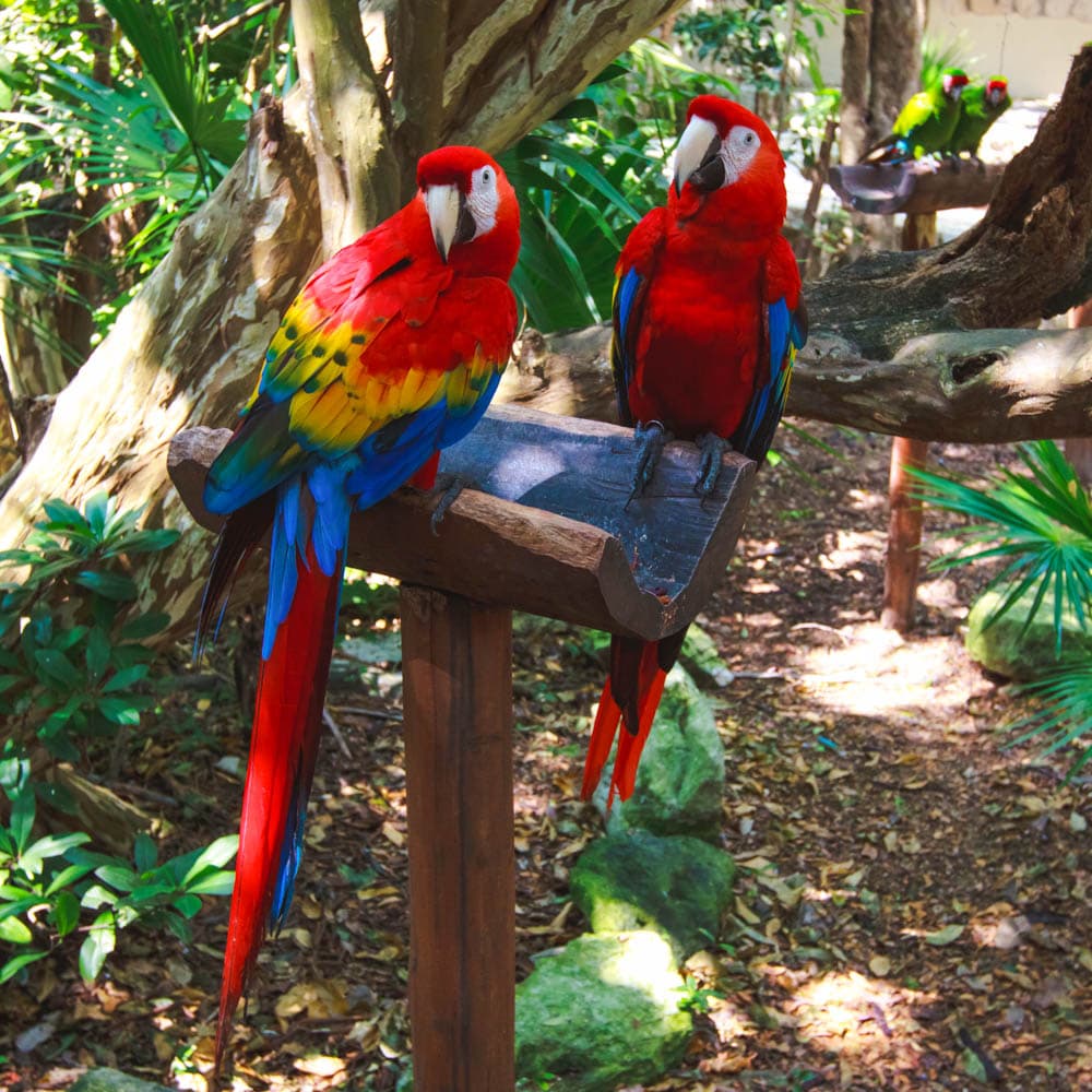 Xcaret Park — Mexico, Central America