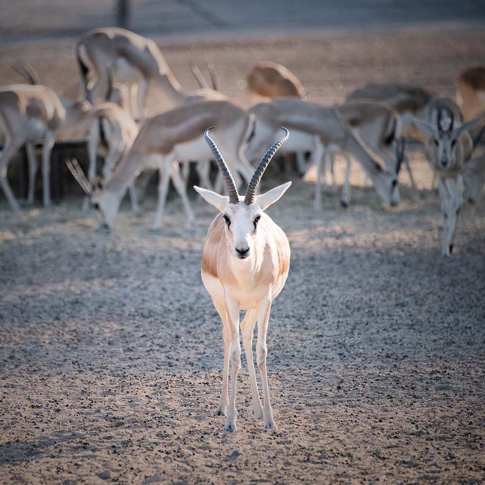Sir Bani Yas Wildlife Park — United Arab Emirates, Middle East