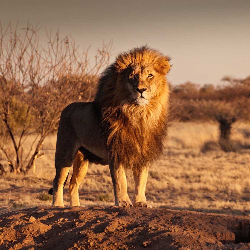 Kalahari Desert — Namibia, Africa