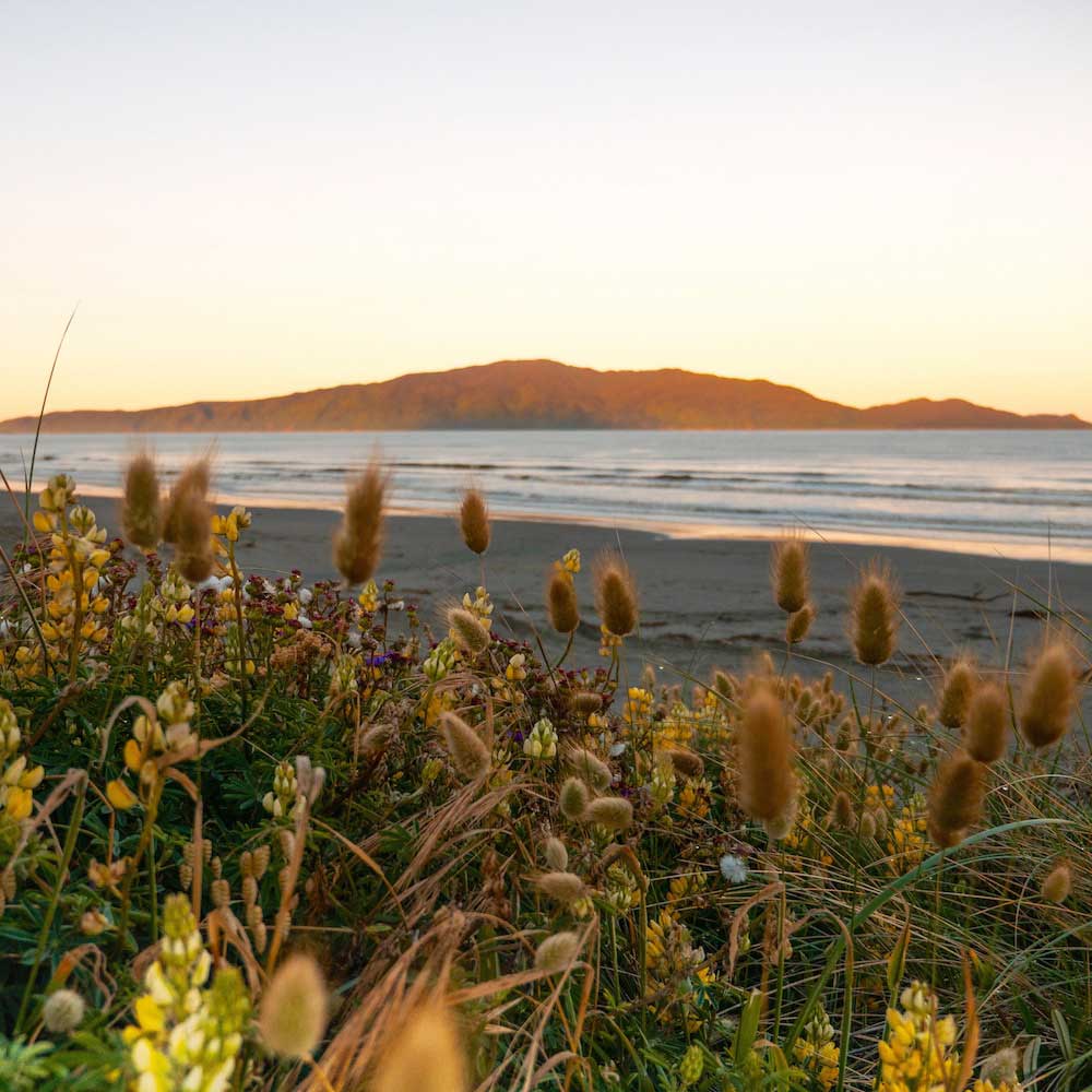 Kapiti Island — New Zealand, Oceania
