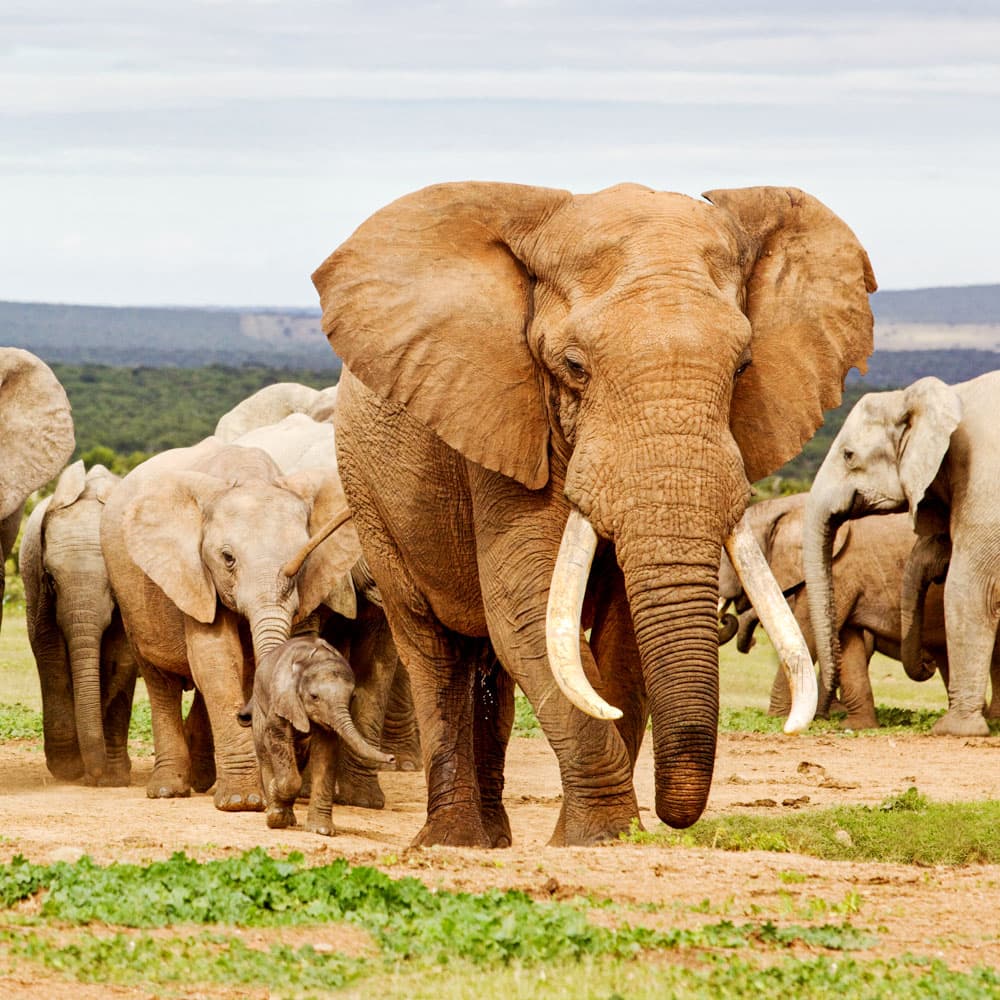 Addo Elephant National Park — South Africa, Africa