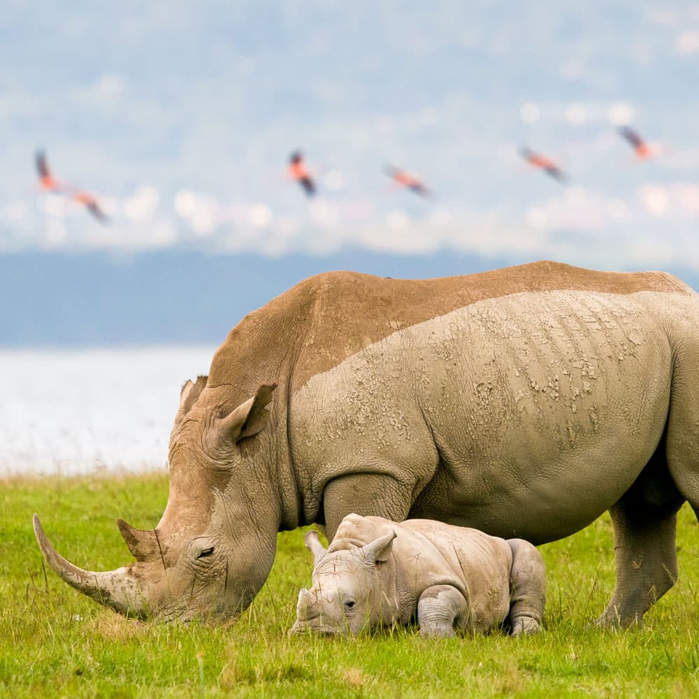 Lake Nakuru — Kenya, Africa