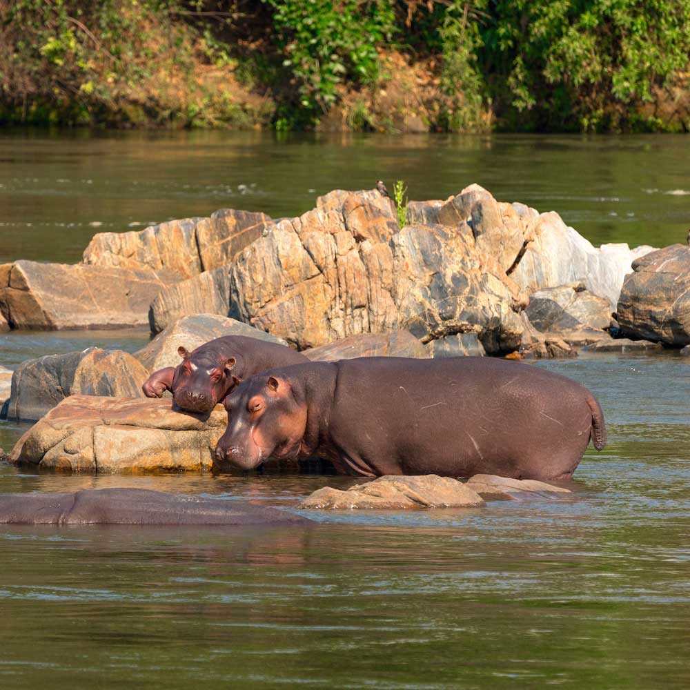 Majete Wildlife Reserve — Malawi, Africa