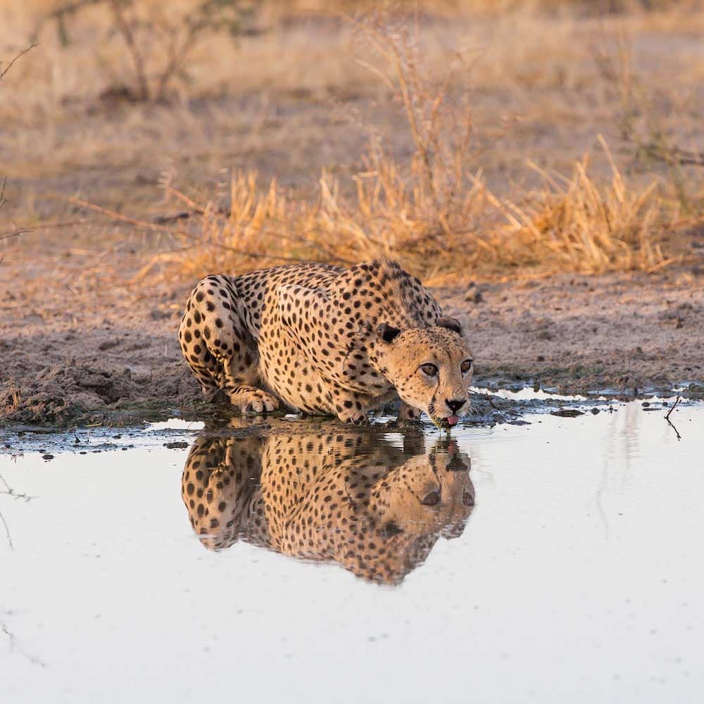 Tau Pan — Botswana, Africa
