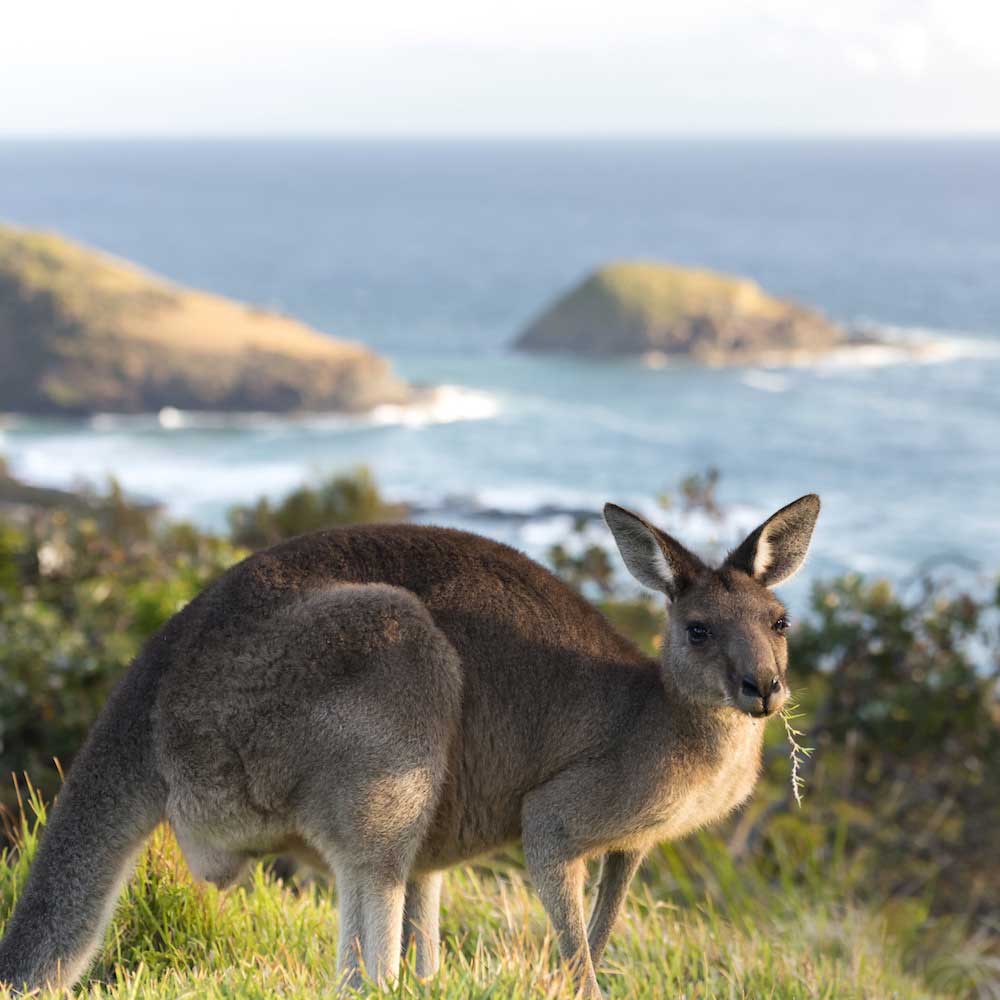 South West Rocks — New South Wales, Australia, Oceania