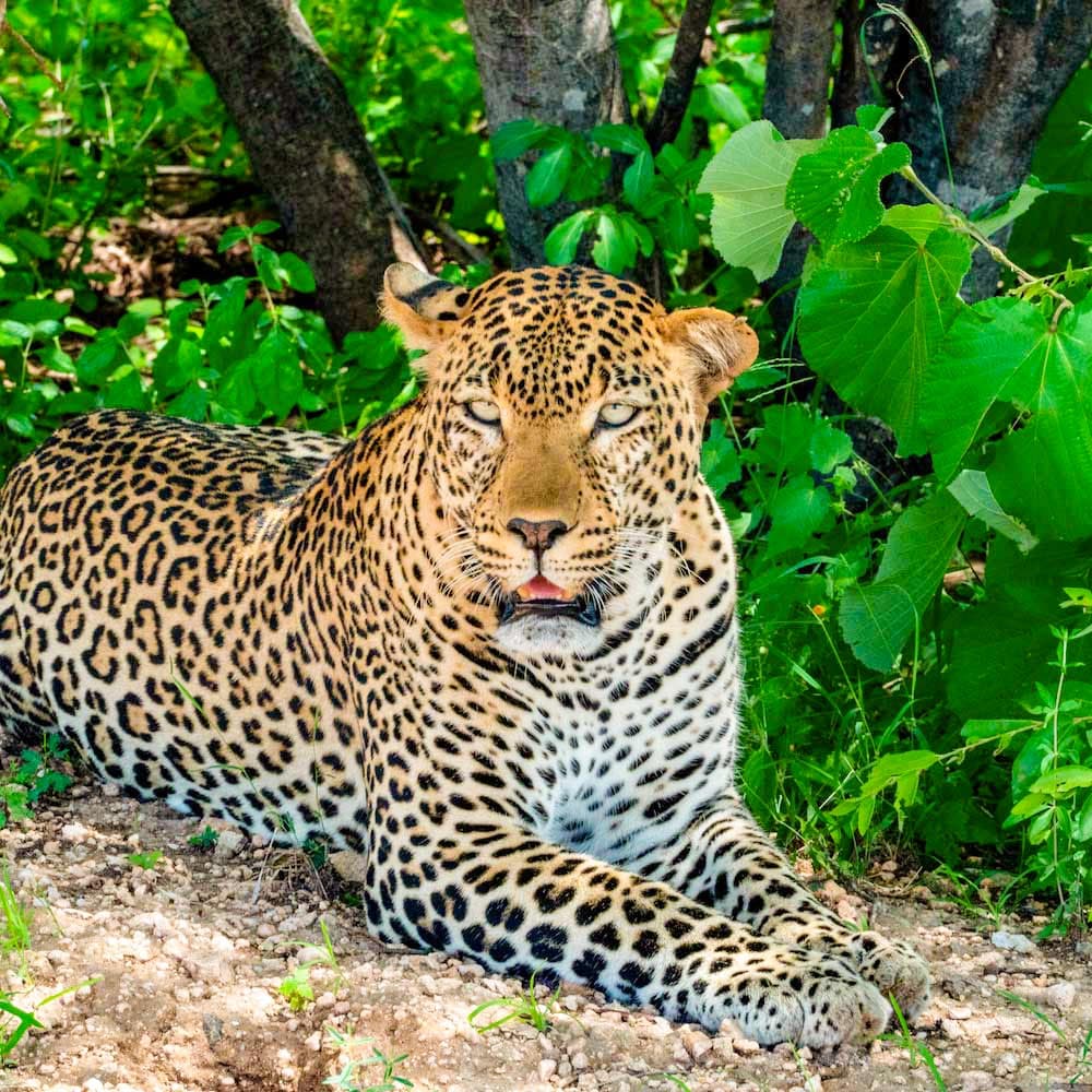 Tsavo West National Park — Kenya, Africa