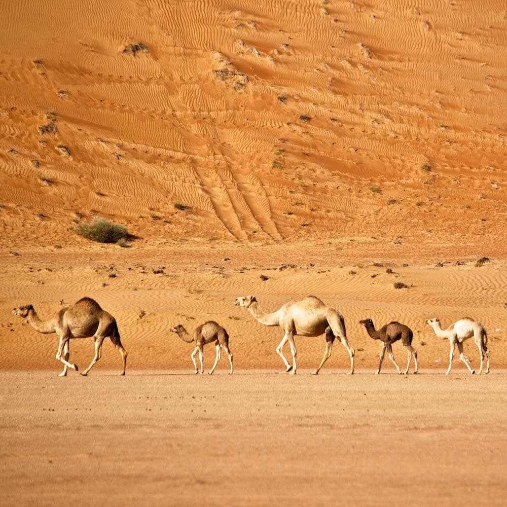 Wahiba Sands — Oman, Middle East