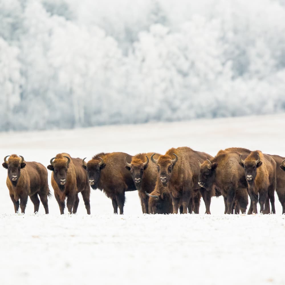 Białowieża Forest — Poland, Eastern Europe