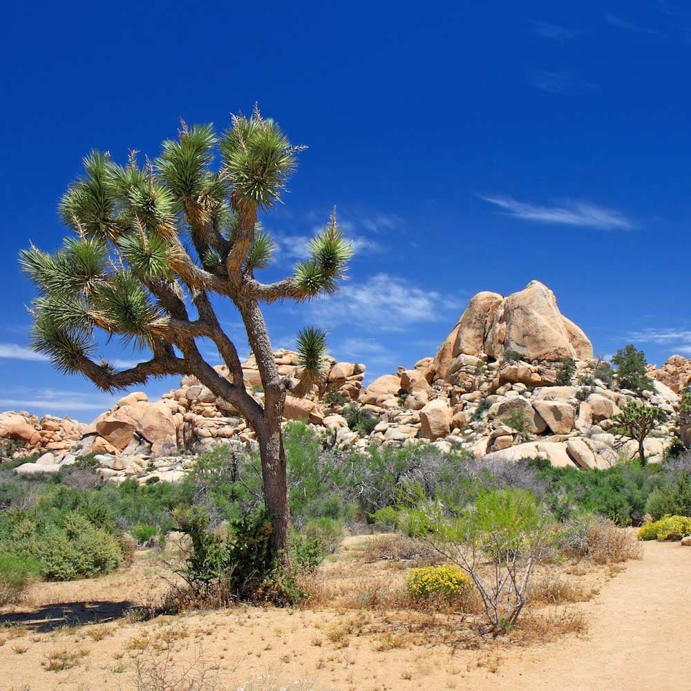 Joshua Tree National Park — California, United States, North America