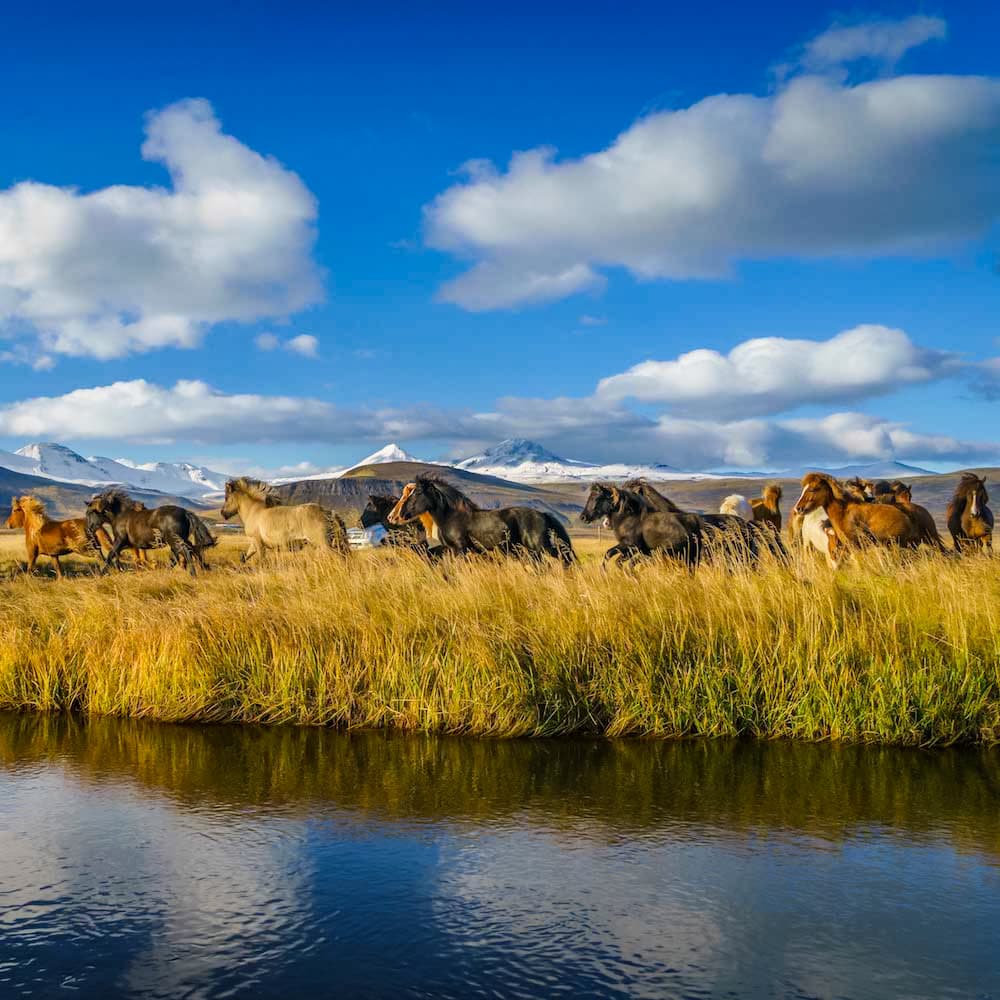 Sodulsholt Horse Farm & Cottages — Iceland, Western Europe