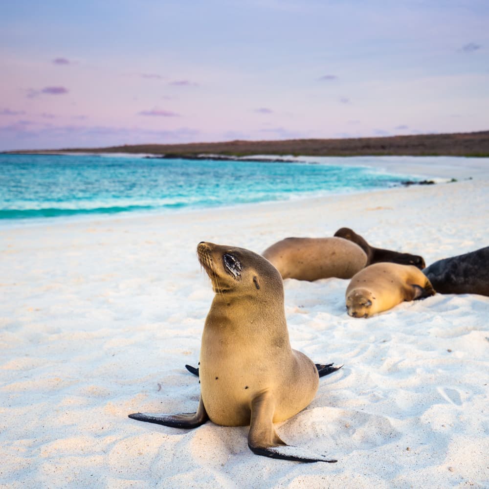 Tortuga Bay — Ecuador, South America