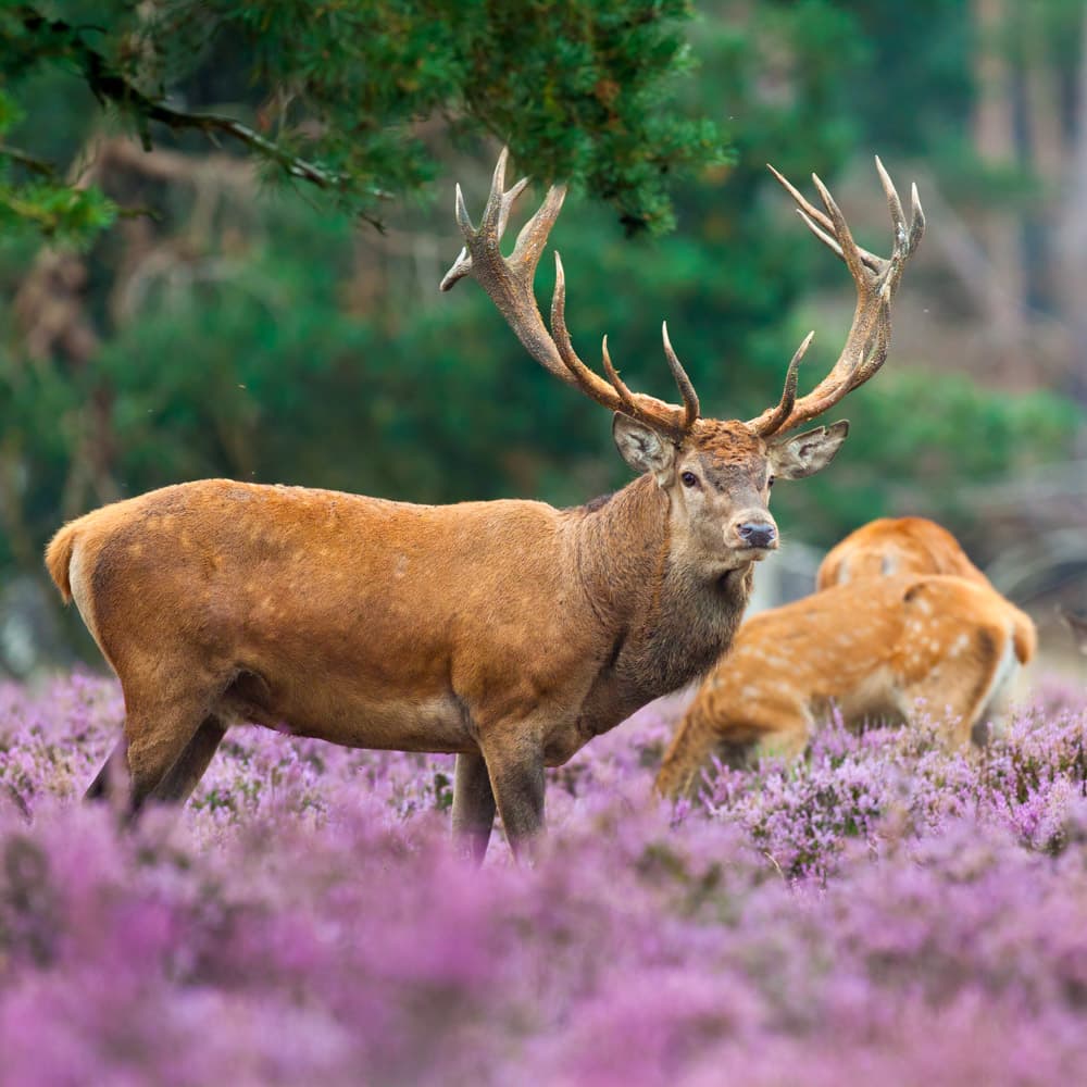 Hoge Veluwe National Park — Netherlands, Western Europe