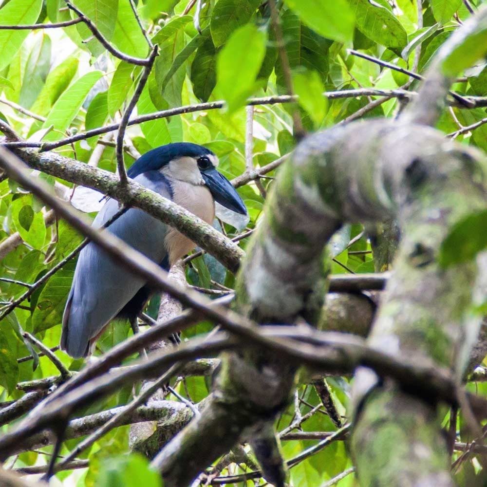 Cockscomb Basin Wildlife Sanctuary — Belize, Central America