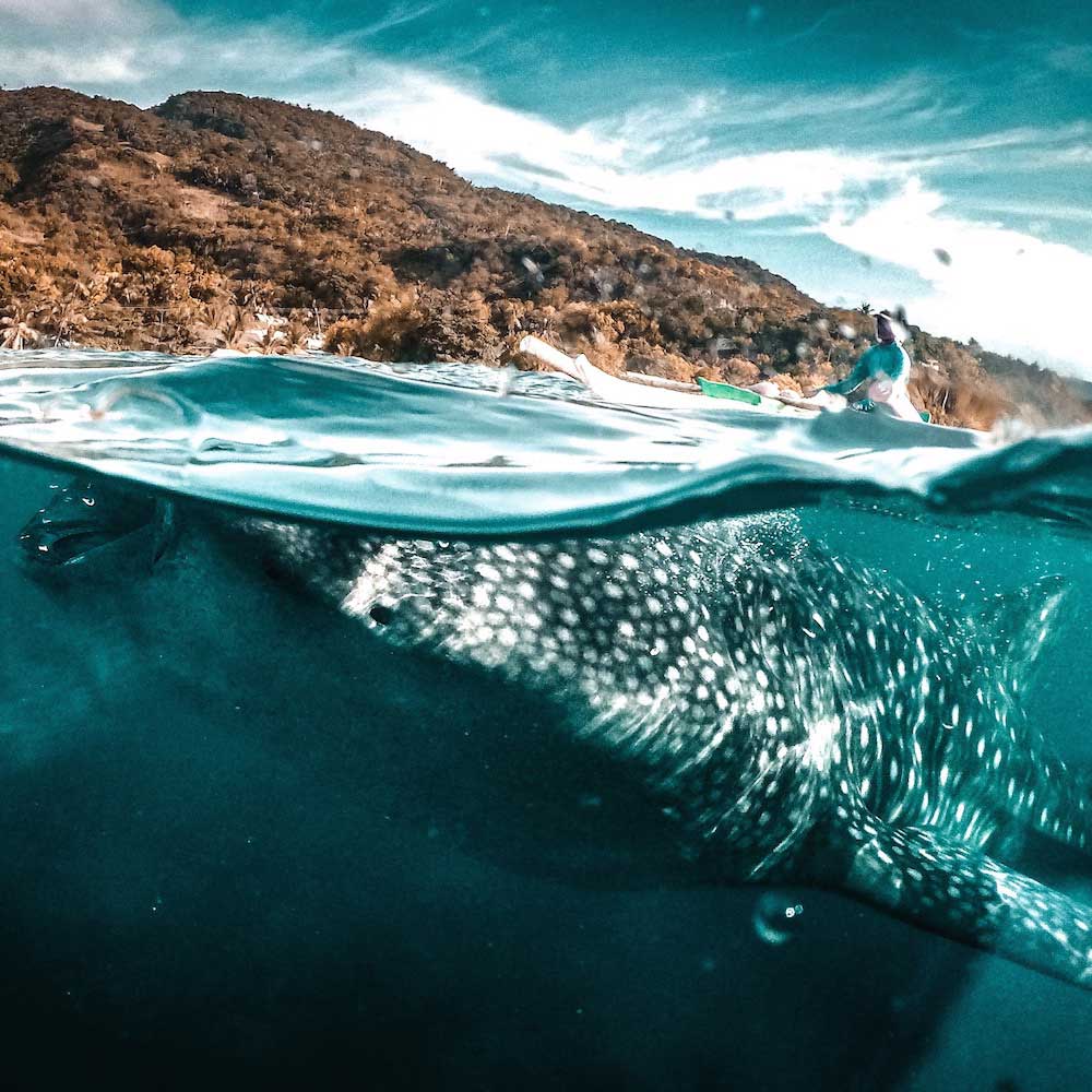 Oslob — Philippines, Asia