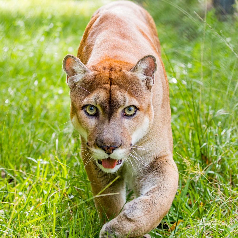 Florida Panther National Wildlife Refuge — Paradise Coast, Florida, United States, North America