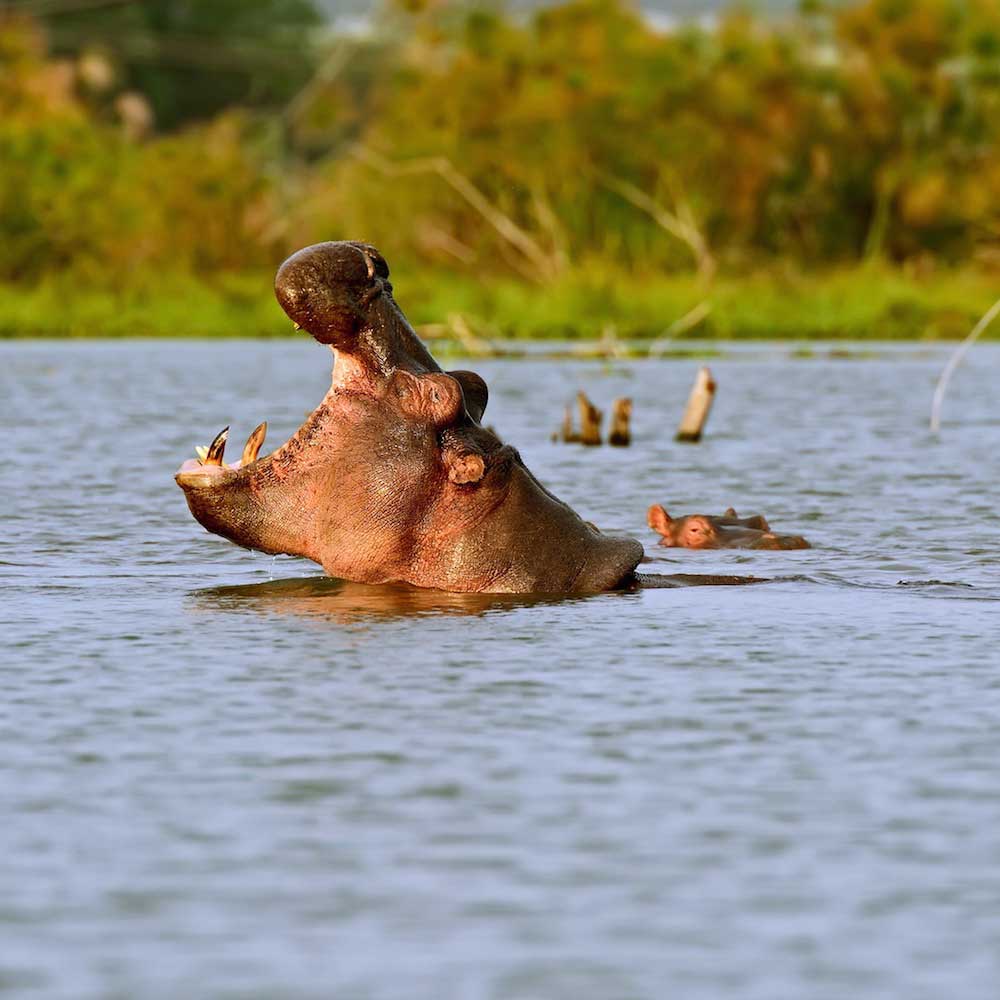Lake Naivasha — Kenya, Africa