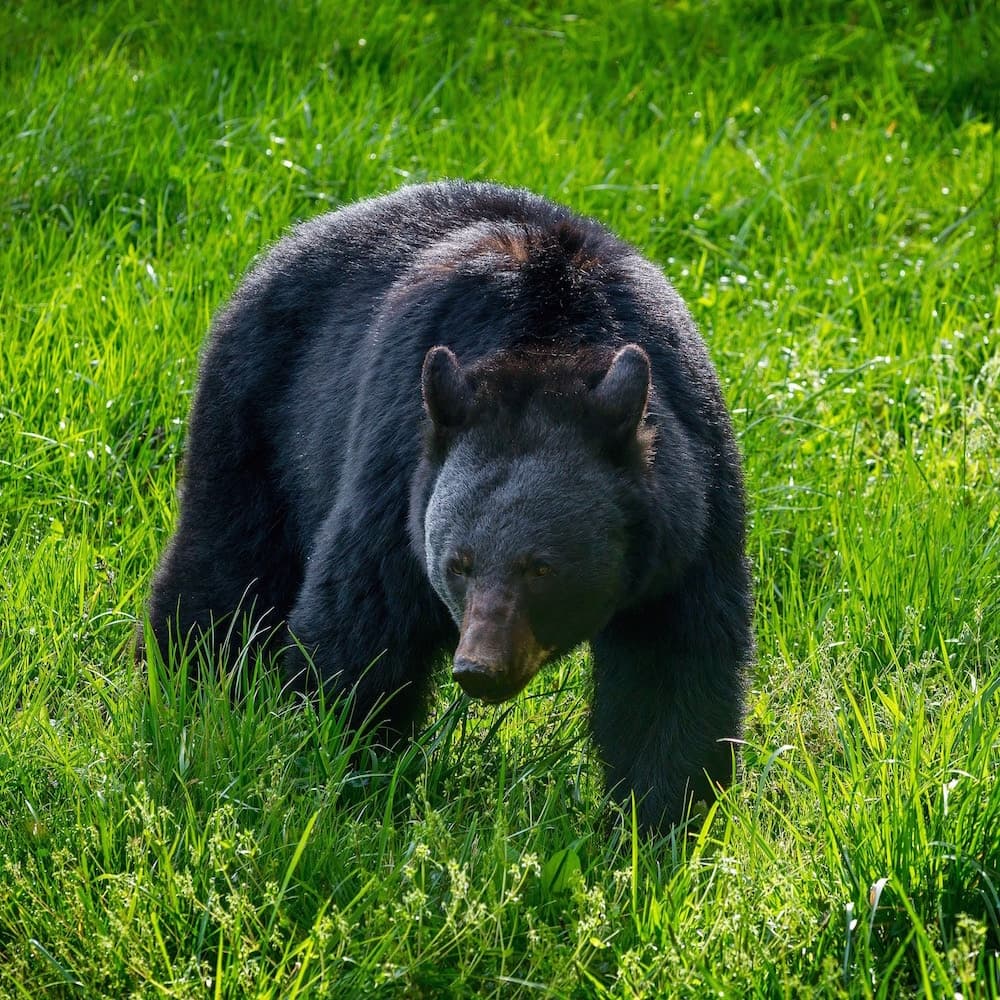 Cades Cove — Tennessee, United States, North America