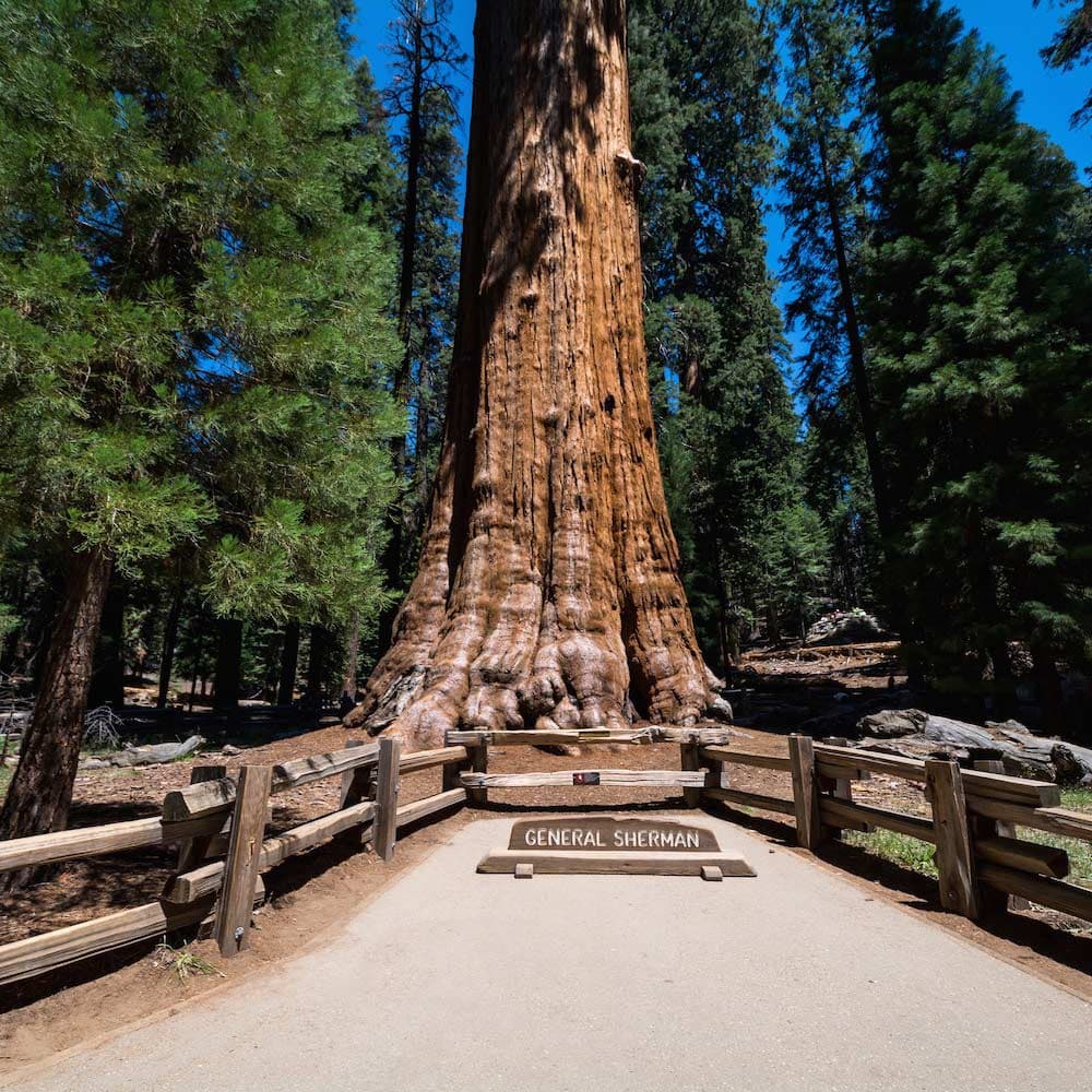 General Sherman — California, United States, North America