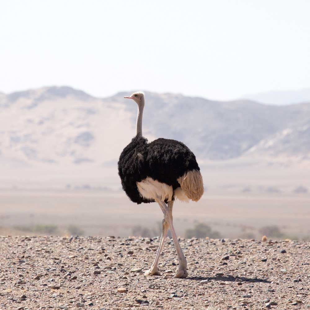 Namib-Naukluft National Park — Namibia, Africa