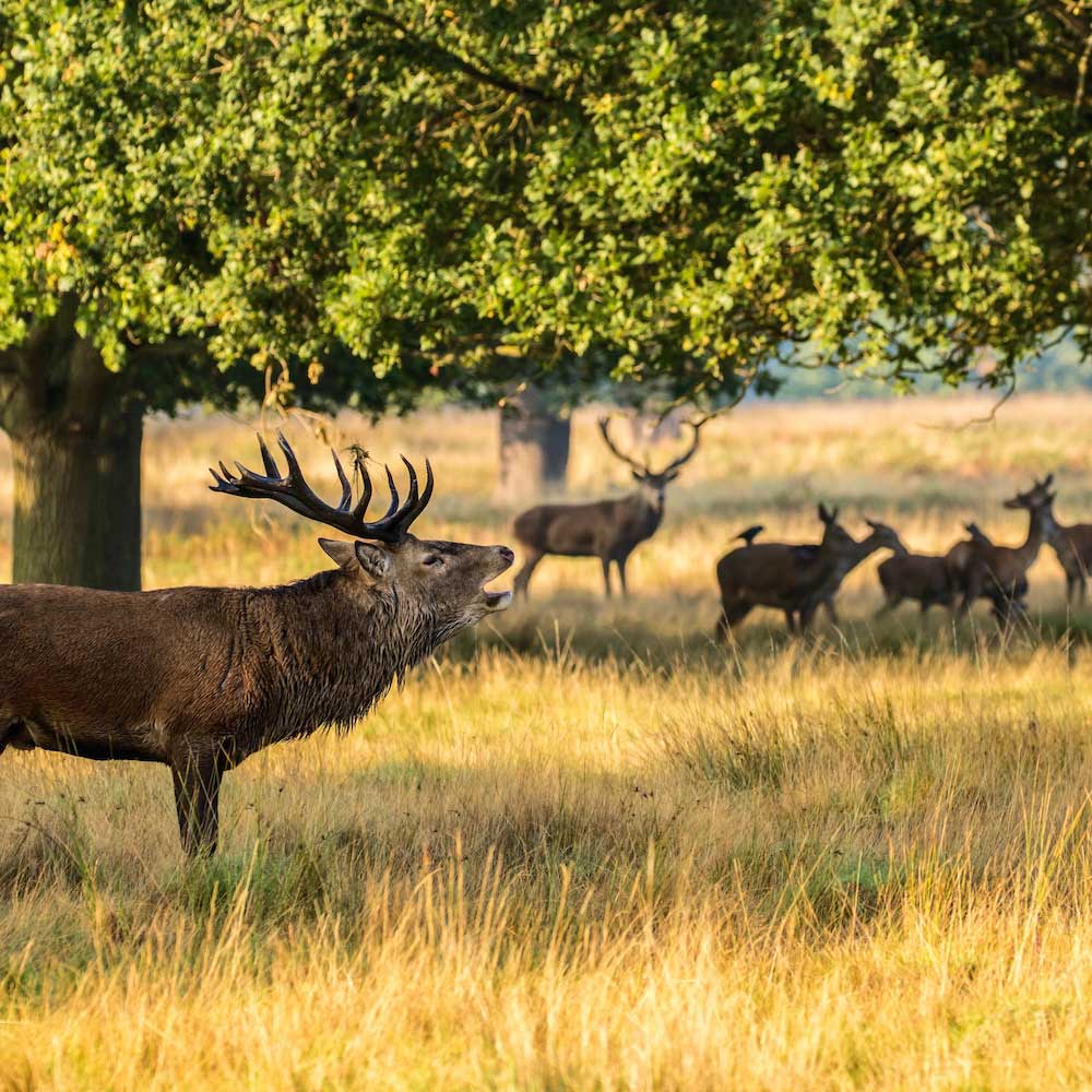 Richmond Park — England, United Kingdom