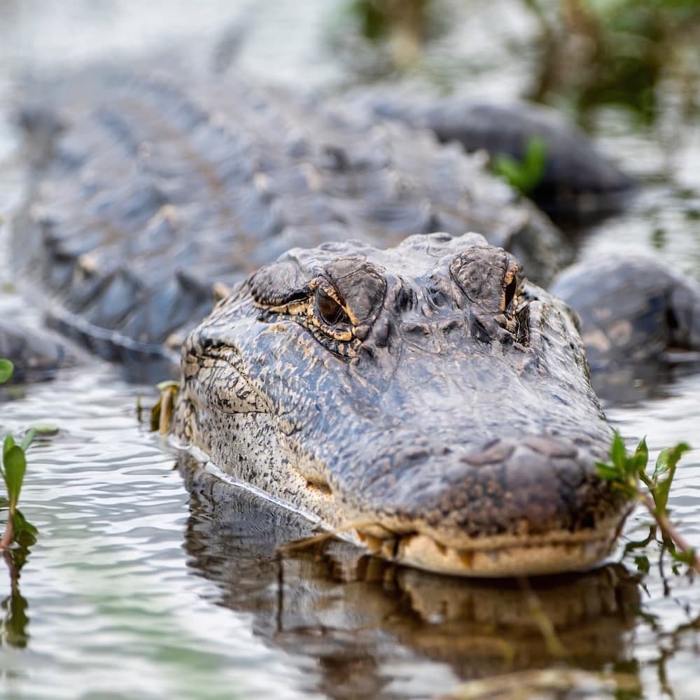 Atchafalaya National Heritage Area — Louisiana, United States, North America