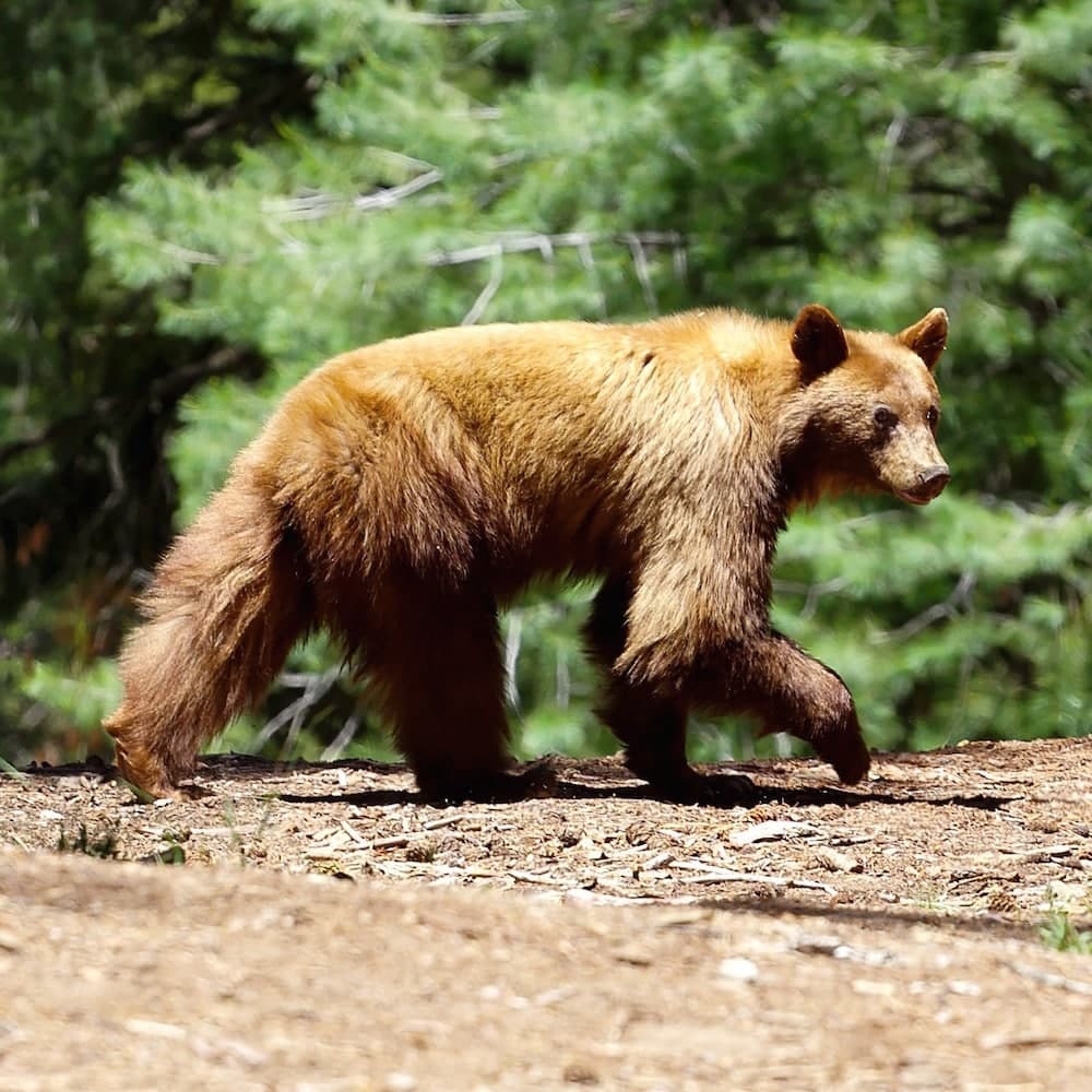 Sequoia National Park — California, United States, North America