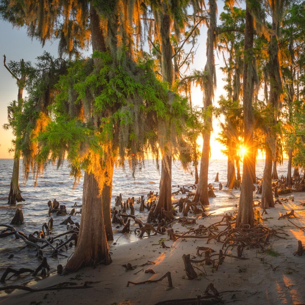 Fontainebleau State Park — Louisiana, United States, North America