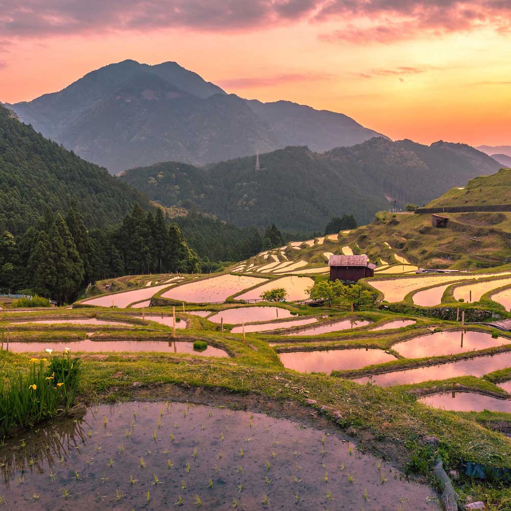 Kumano Rice Fields — Japan, Asia