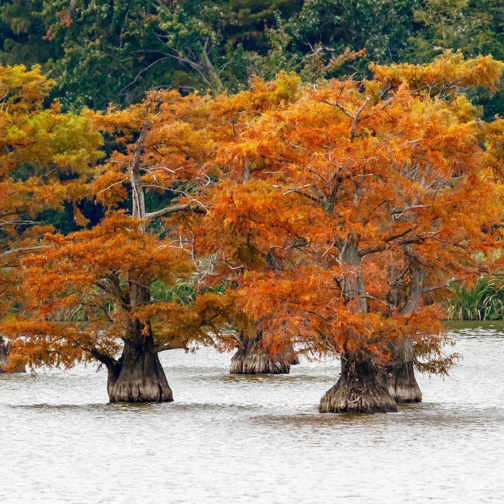 Reelfoot Lake — Tennessee, United States, North America