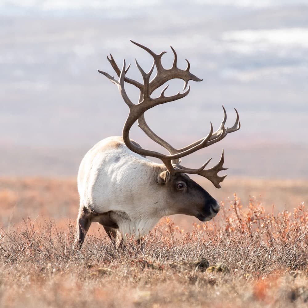 Selawik National Wildlife Refuge — Alaska, United States, North America