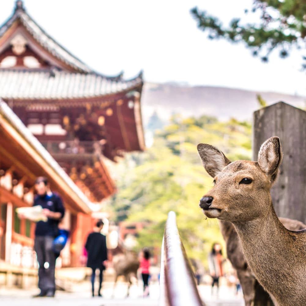 Todai-ji Temple — Japan, Asia