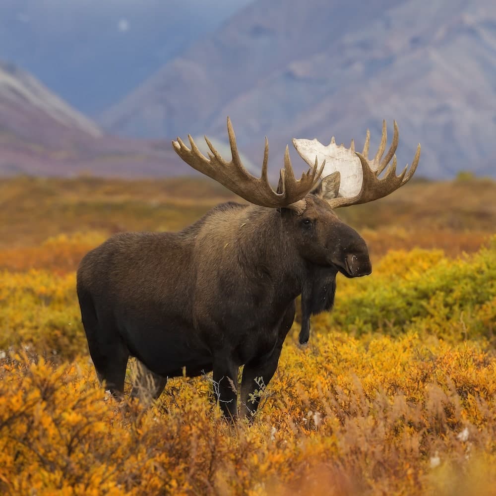 Denali National Park — Alaska, United States, North America