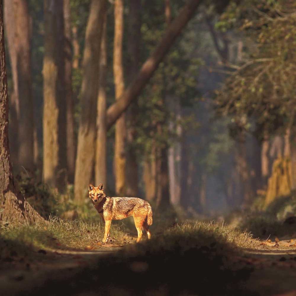 Dudhwa National Park — India, Asia
