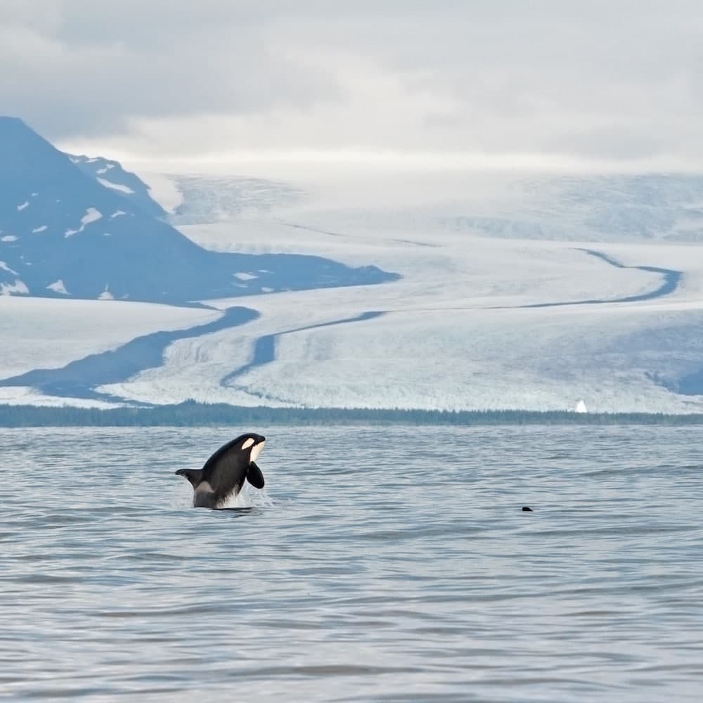 Gulf of Alaska — Alaska, United States, North America