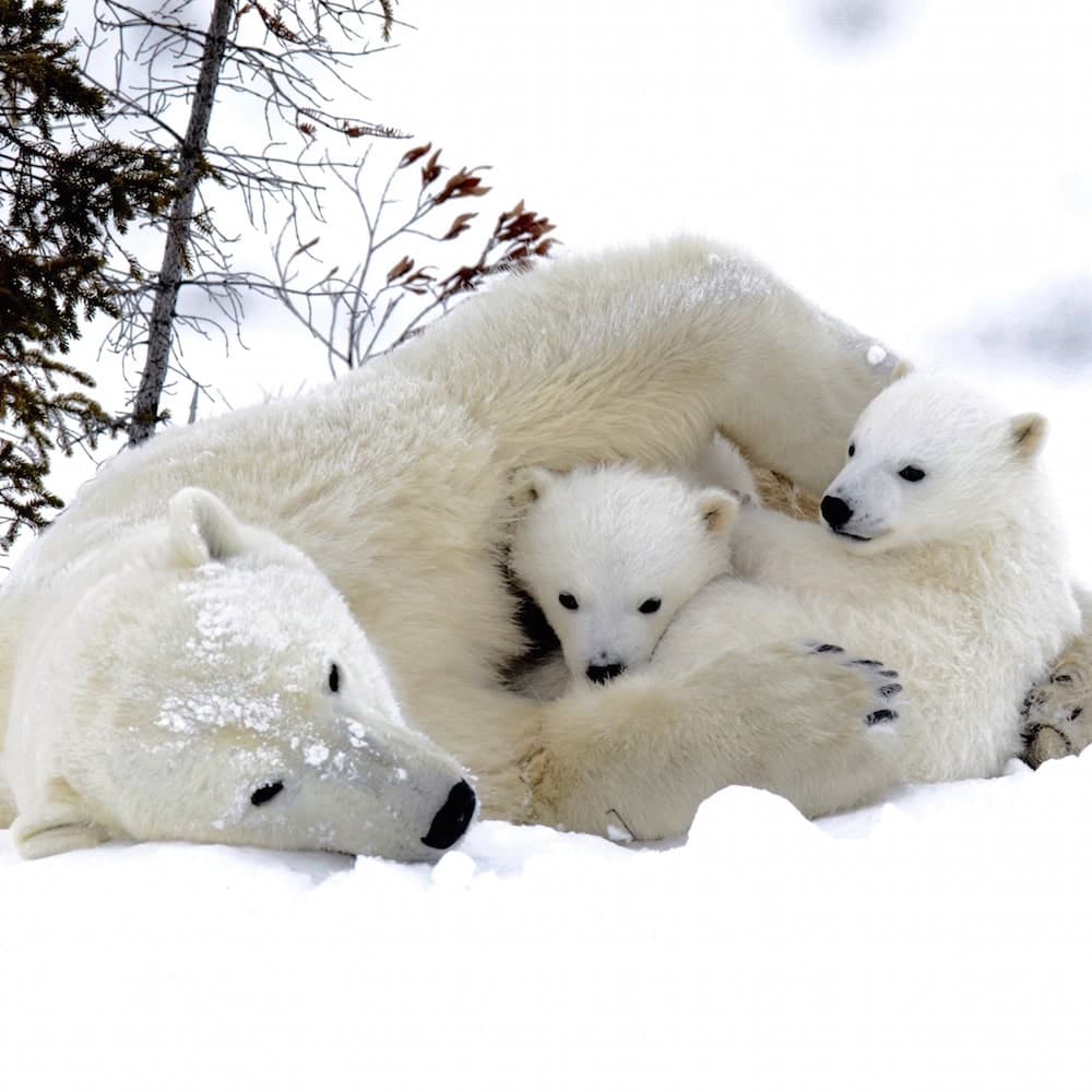 Wapusk National Park — Canada, North America