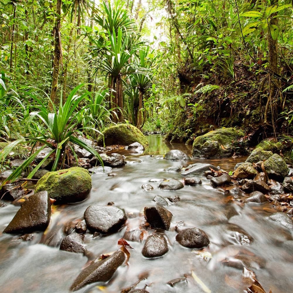 Colo-I-Suva Forest Park — Fiji, Oceania