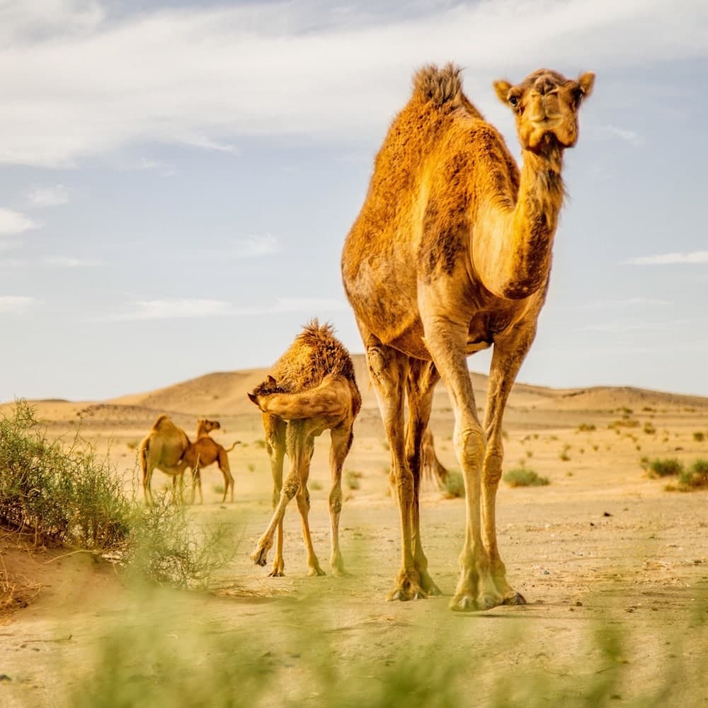 Al Nufud Al Kabir — Saudi Arabia, Middle East