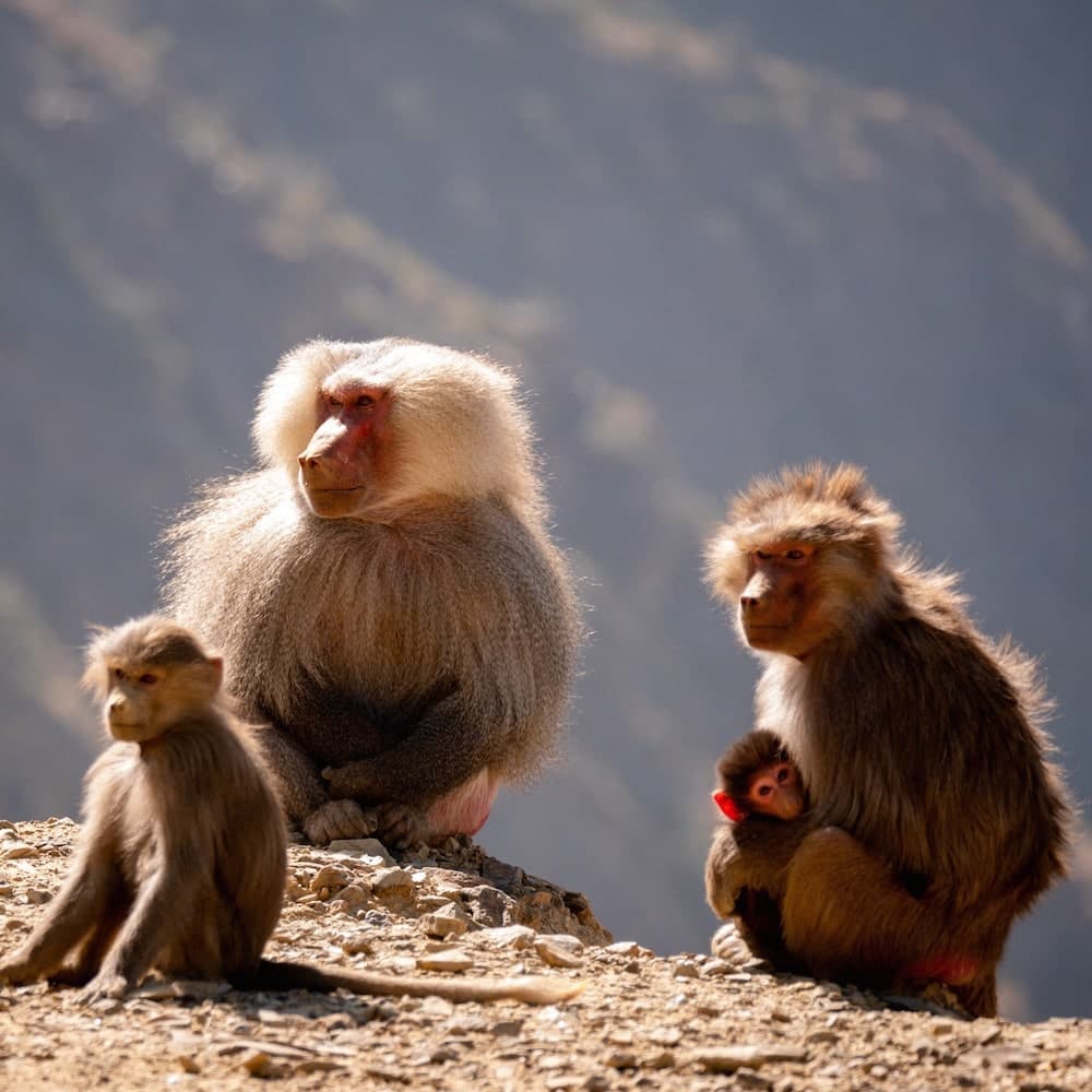 Asir Mountains — Saudi Arabia, Middle East